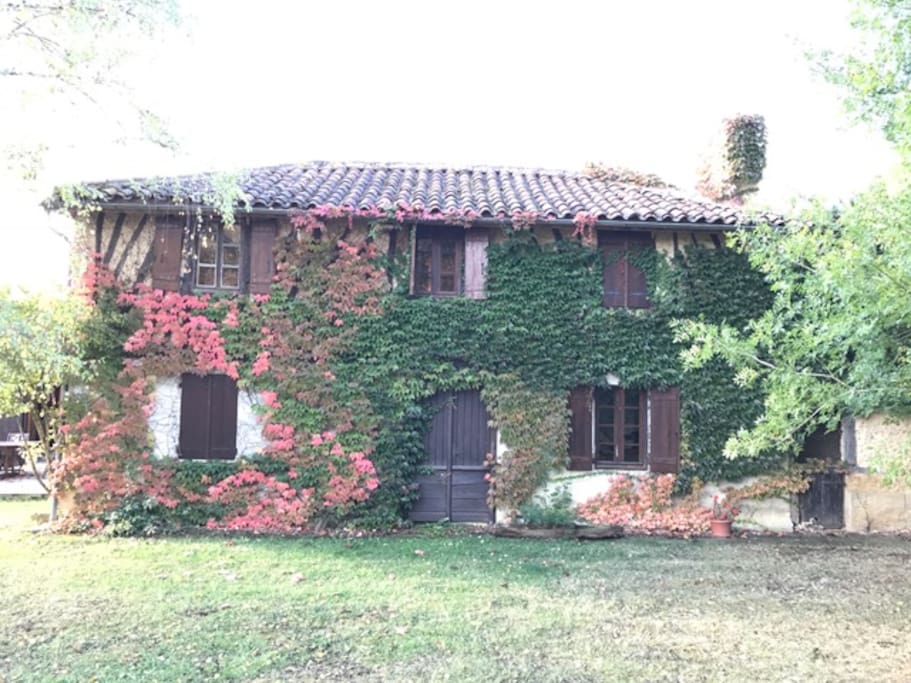 Ivy in autumn