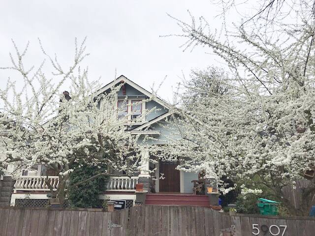 Mid Century Portland Sanctuary. gallery image 2