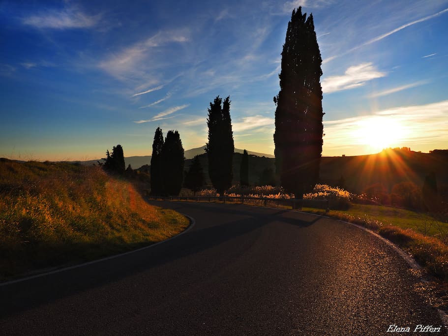 Cypress - Road - Nature