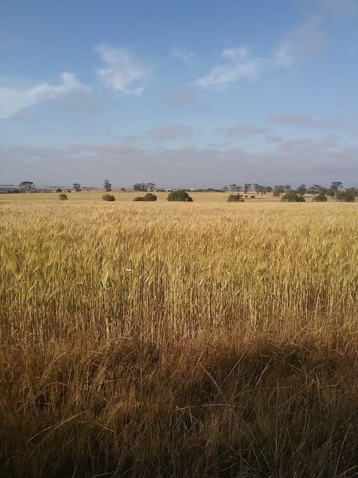 Local area is farming land with crops of wheat and cereals