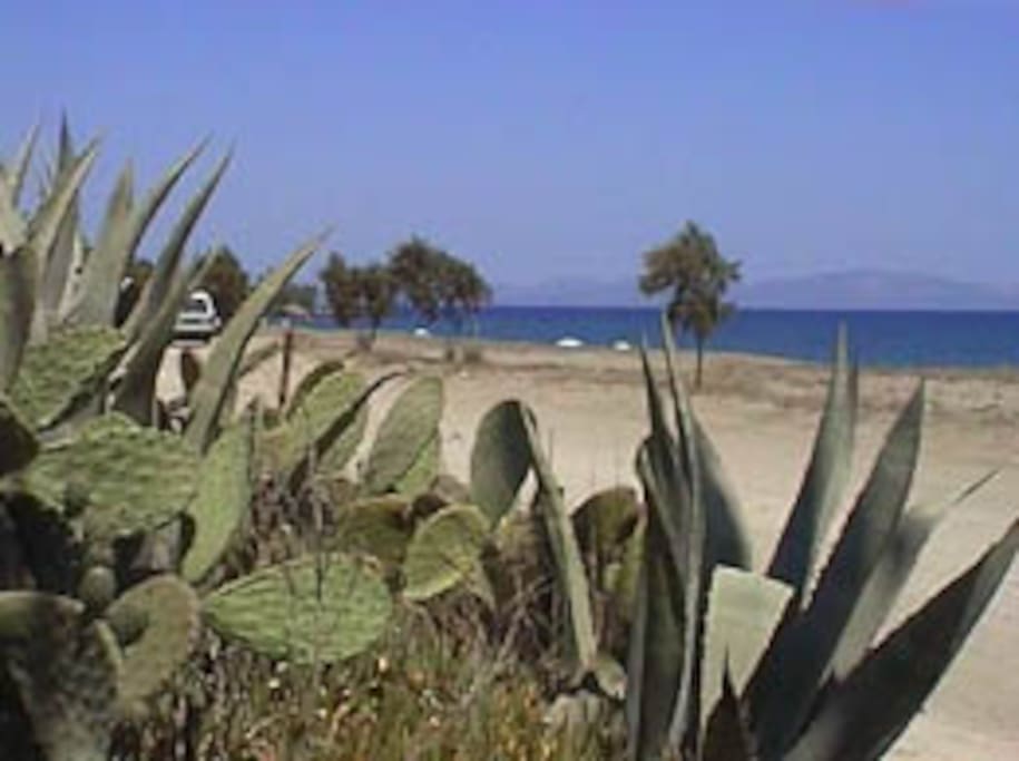 exotic cactus plantation on mavrovouni beach