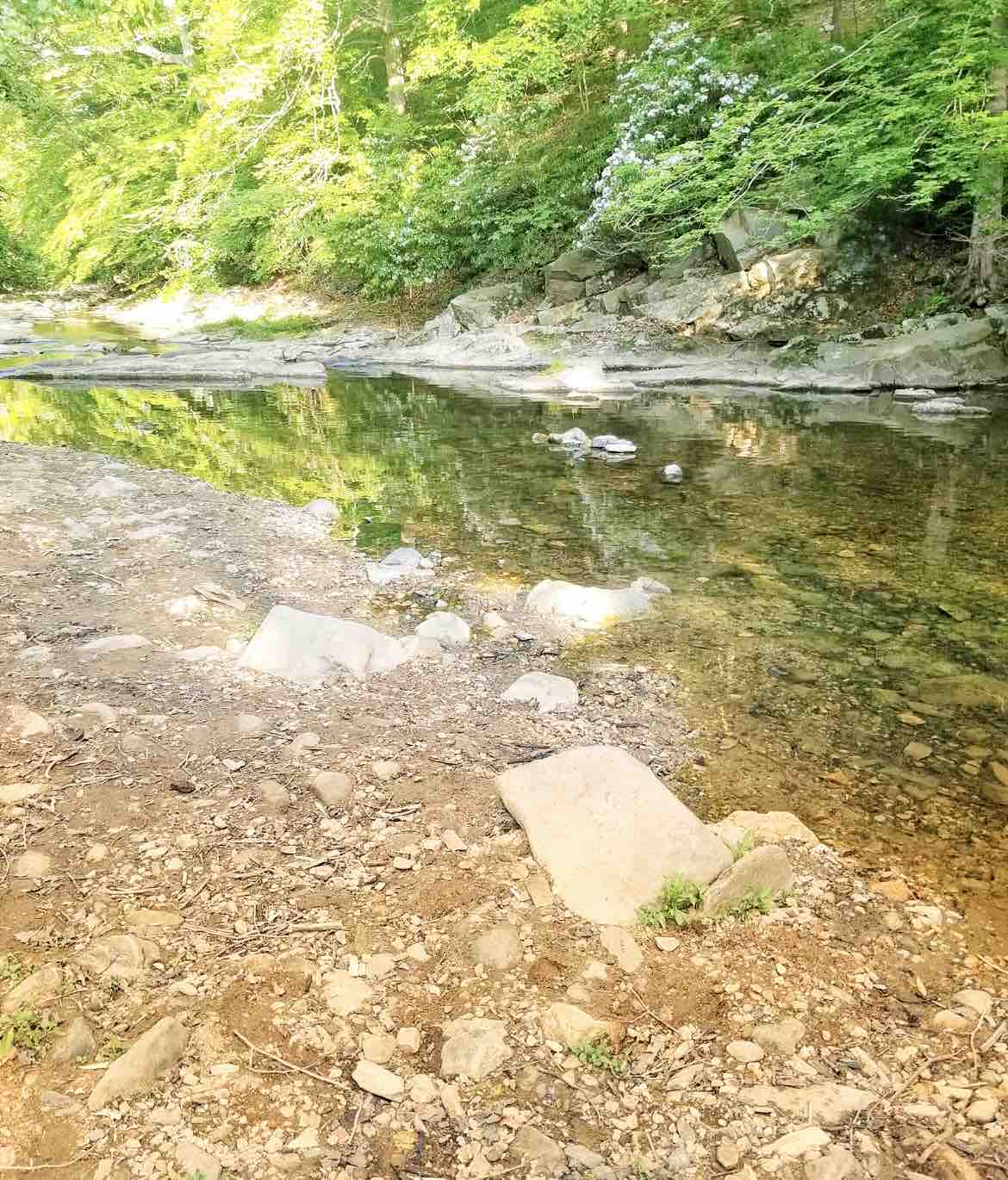 A serene creek meanders through the wooded landscape, featuring clear water reflecting the vibrant greenery above. Smooth stones line the water's edge, while the surrounding area is embraced by lush foliage, offering a peaceful natural retreat.