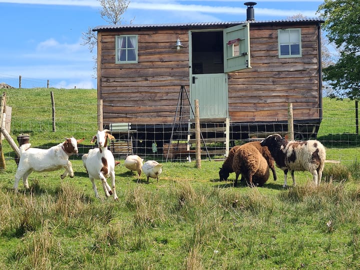 Shepherds Watch at Staffordshire photo 2