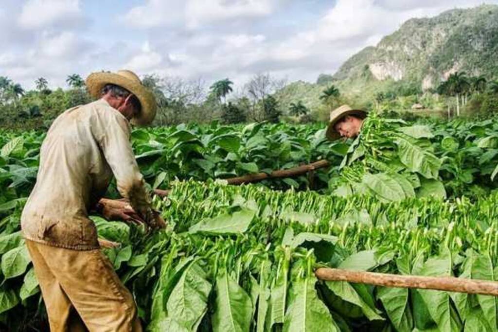 Excurciones al sembrado y fabrica de tabaco