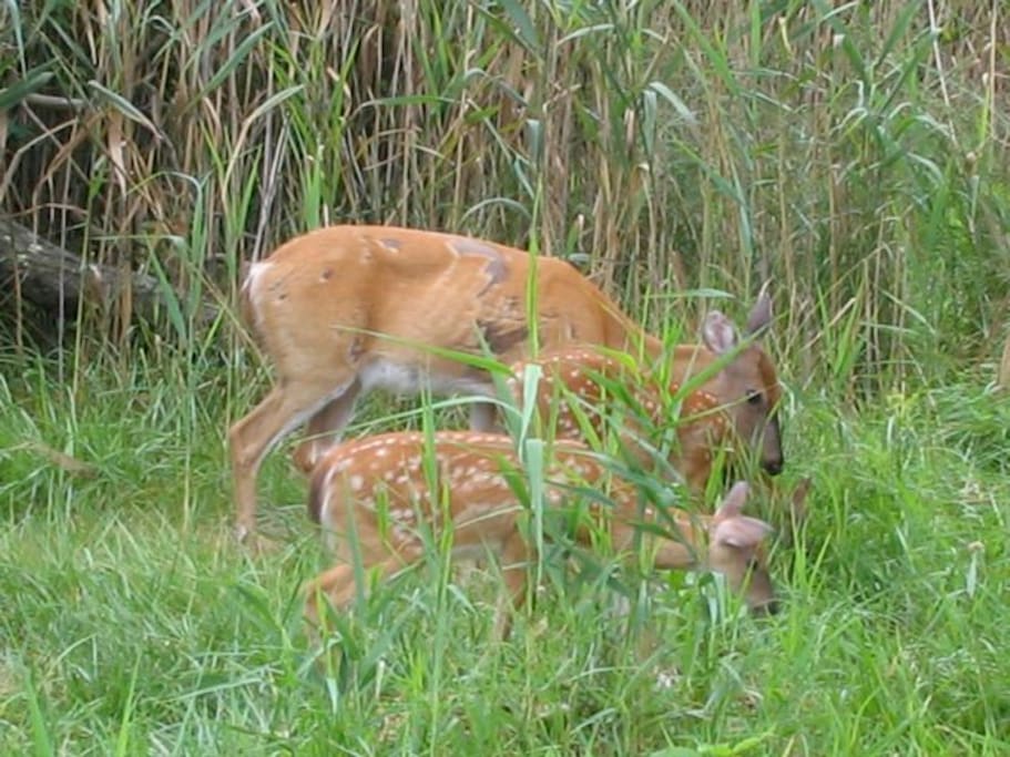 Fire Island Wildlife (They're friendly!)
You may see a few foxes, too!