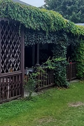 A cabin's exterior is partially covered with lush green vines, creating a natural aesthetic. The wooden railing features decorative cutouts, and the grassy area surrounding the cabin adds to the serene atmosphere. The structure's shaded porch offers a cozy transition to the outdoor space.