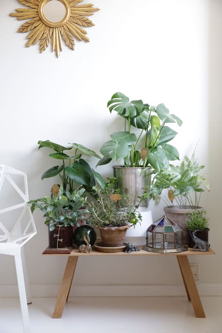 Many plants :)