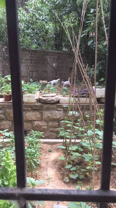 Our own yard. You can pick some fresh vegetables planted by my dad and mom