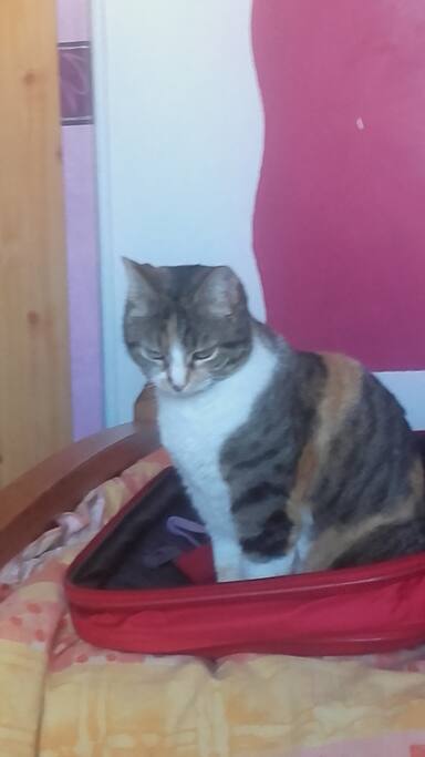 la reine de la maison des oiseaux : KATNISS