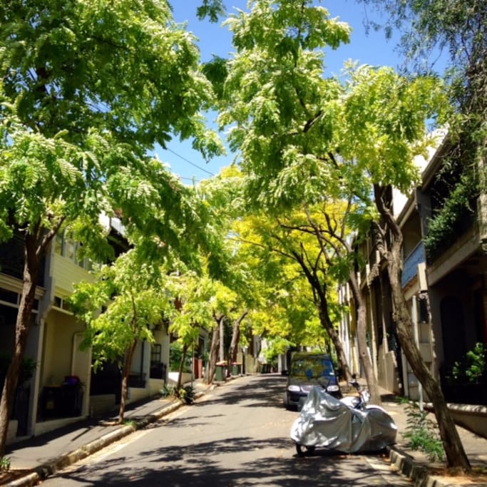Leafy Neighborhood