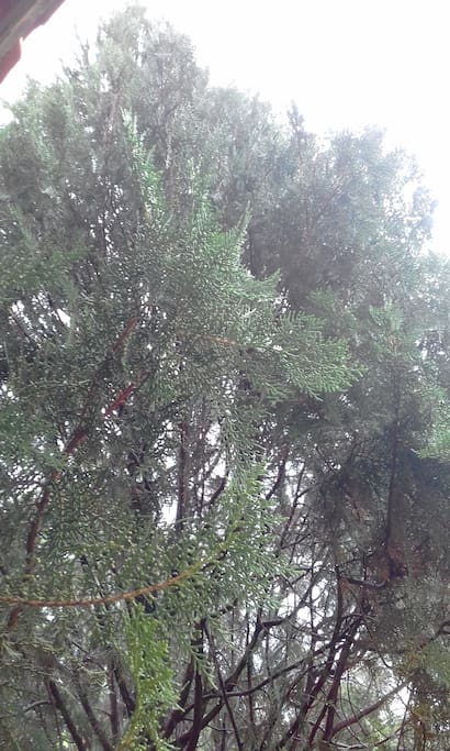 Essa foto mostra a visão do Pinheiro de frente para a sacada do apto. Ao se sentar para relaxar na sacada, você se sente na floresta, pois o pinheiro embeleza a paisagem do lado direito da sacada.