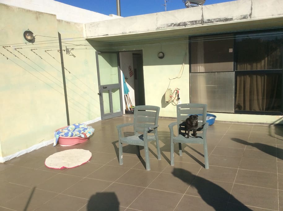 Roof terrace (pet showing)