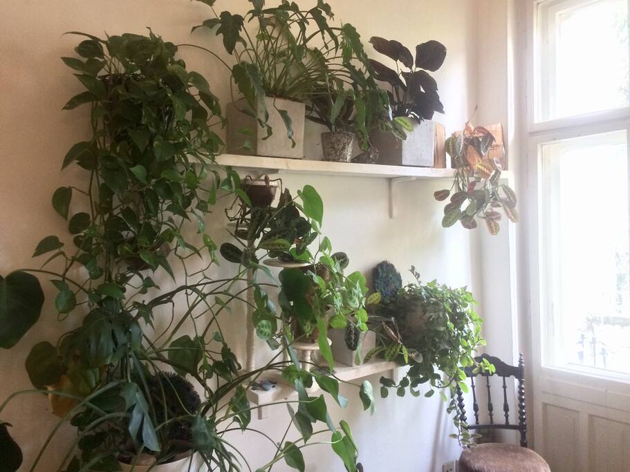 Plants' corner
