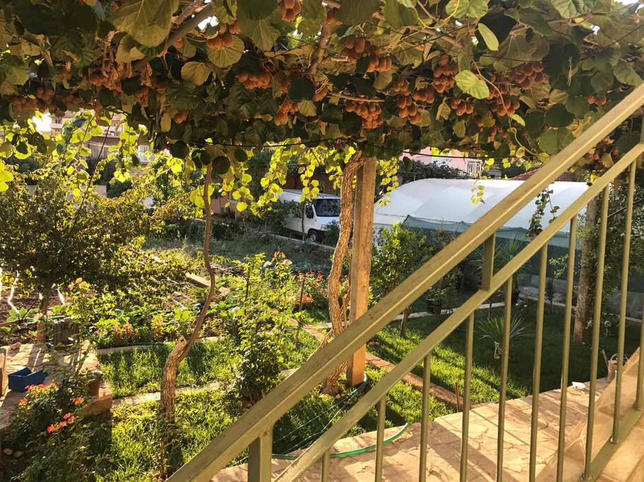 View on garden