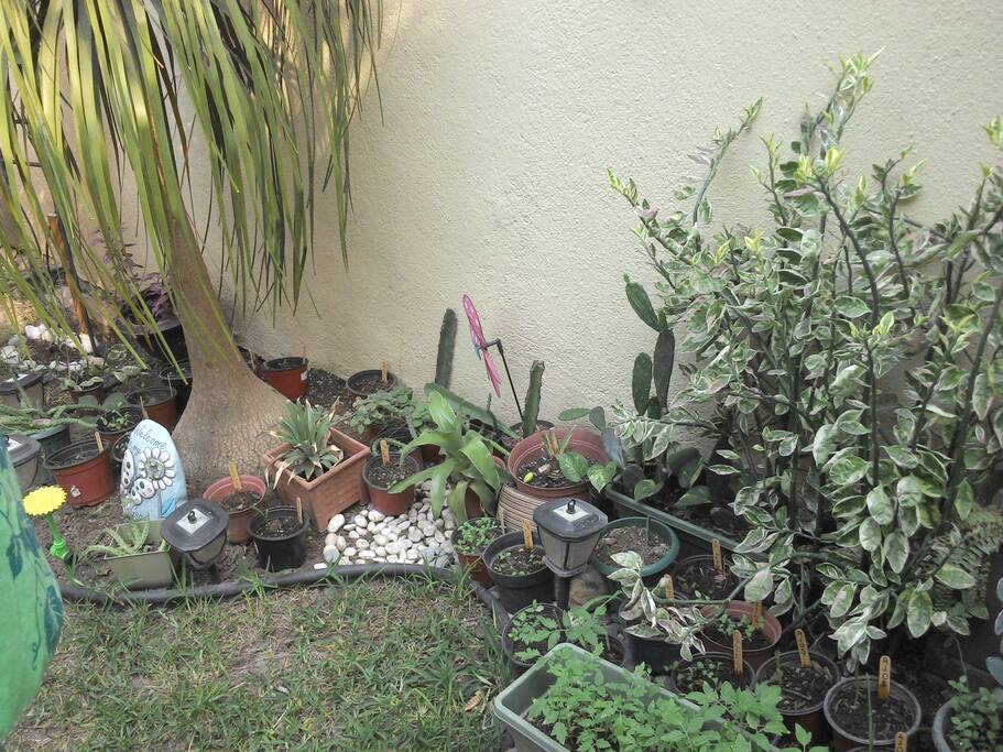 Jardín del frente