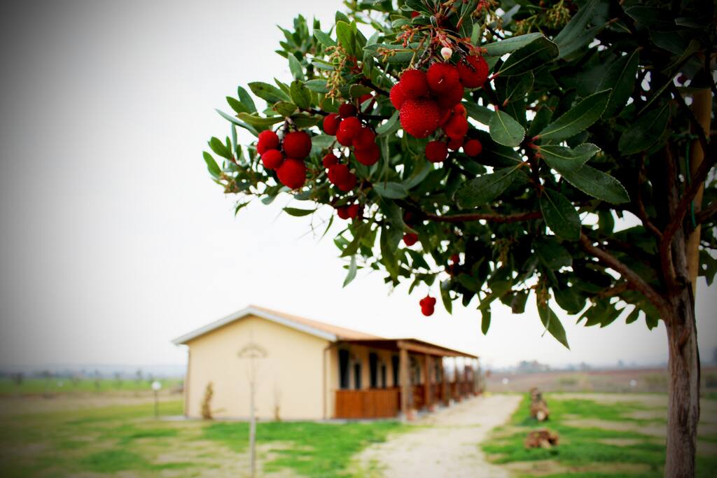 Esterno