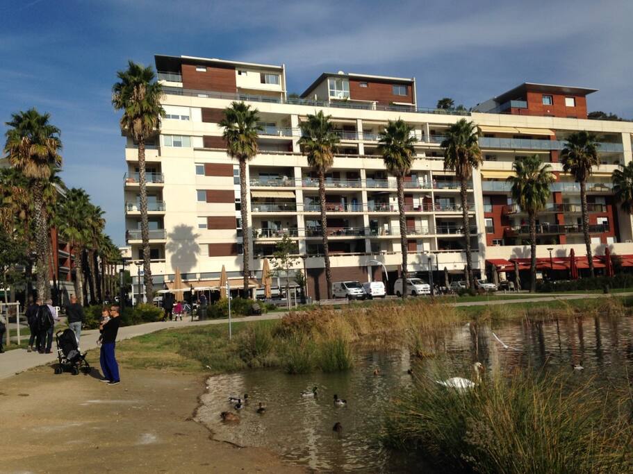 cygnes et canards sur le bassin