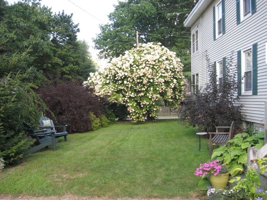 Peaceful front yard