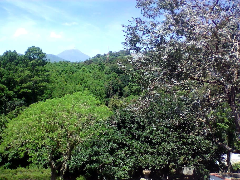 Jardín y bosque / Garden & Forest