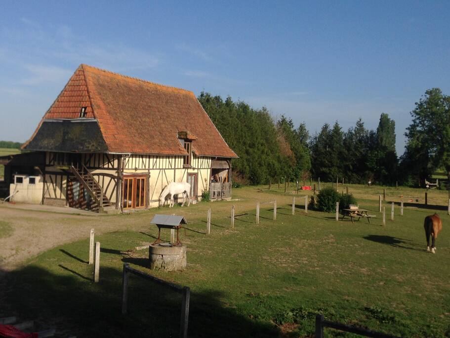 maison individuelle sur site équestre 2 chevaux en liberté sur le site