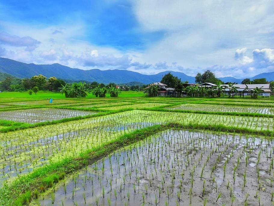 Paddy Field