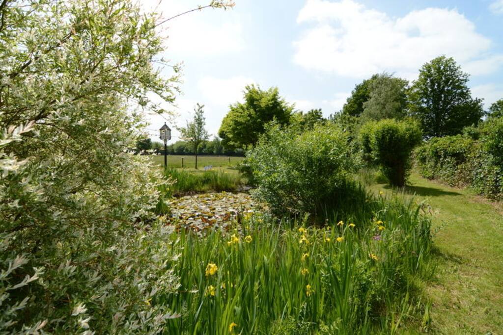 Vijver achter in de tuin