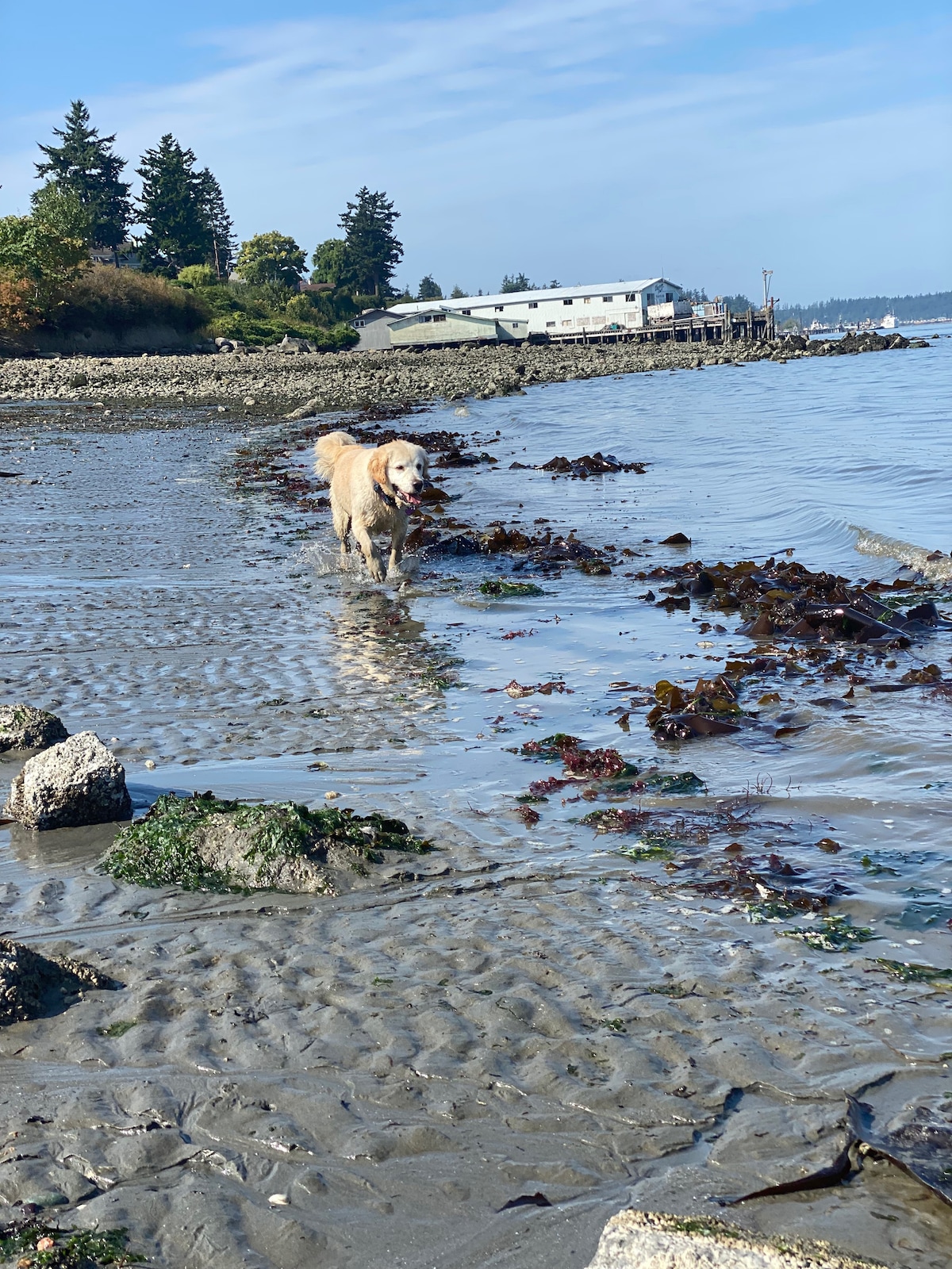 A golden retriever is seen walking along a sandy shore, splashing through shallow water surrounded by seaweed. In the background, a building and a pier are visible against a clear blue sky, indicating a coastal setting.