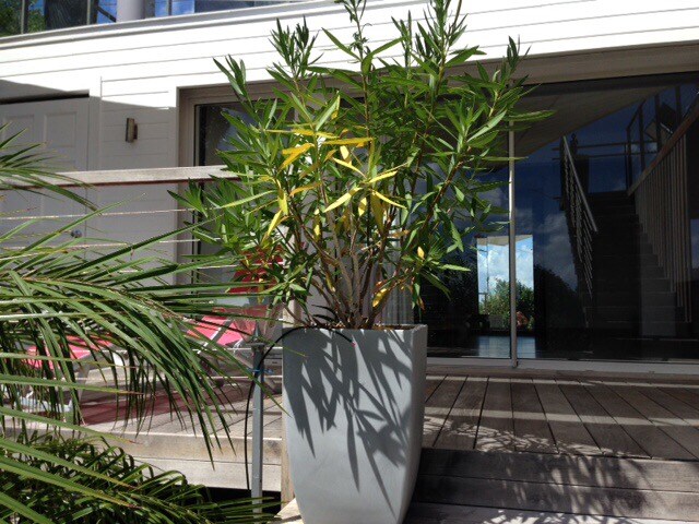 A large planter houses a lush green plant with yellow accents, situated on a wooden deck. The background features expansive glass doors that provide a view of the interior space and staircase, allowing natural light to illuminate the area.