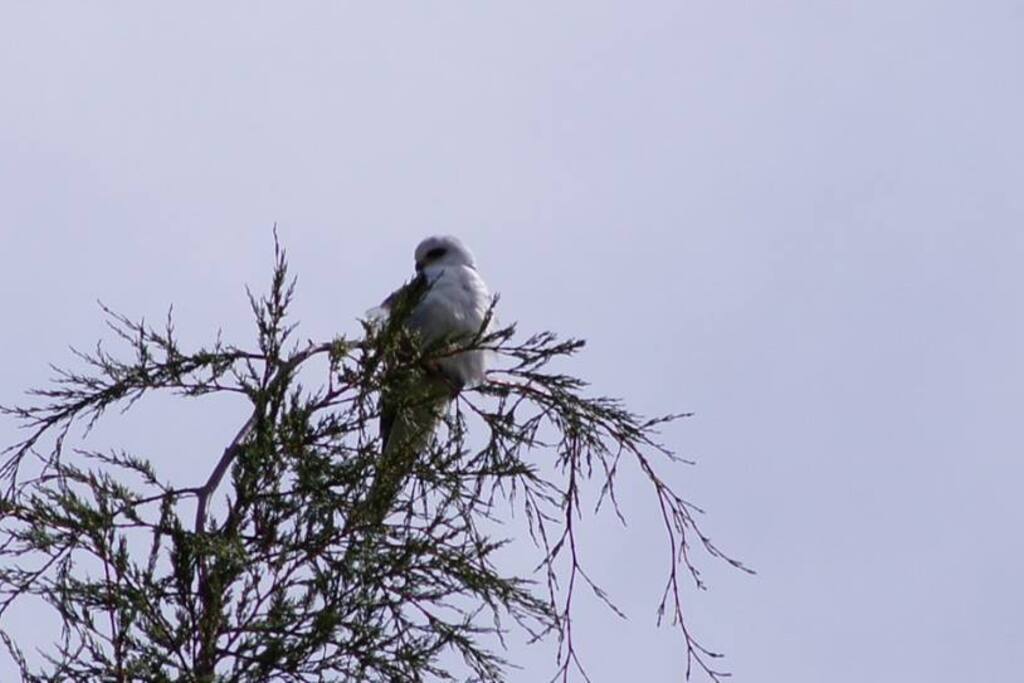 Avistamiento aves