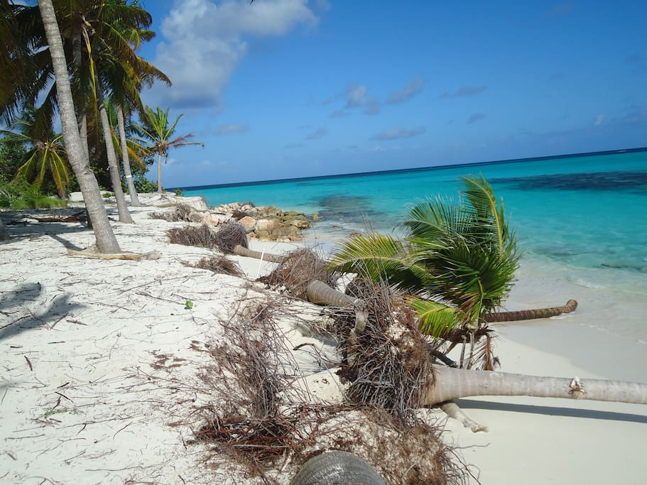 Beach,Coast,Outdoors,Sea,Water