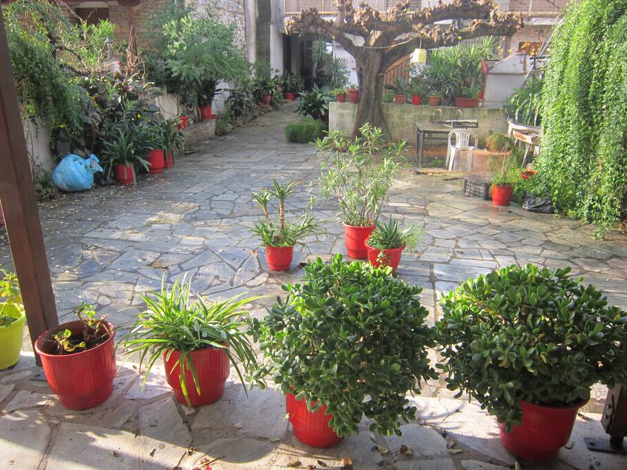 frond yard