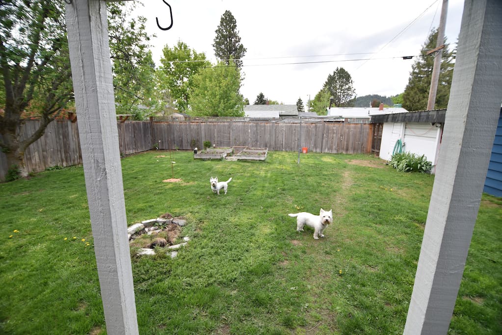 Backyard. The dogs will not be present when the home is booked.