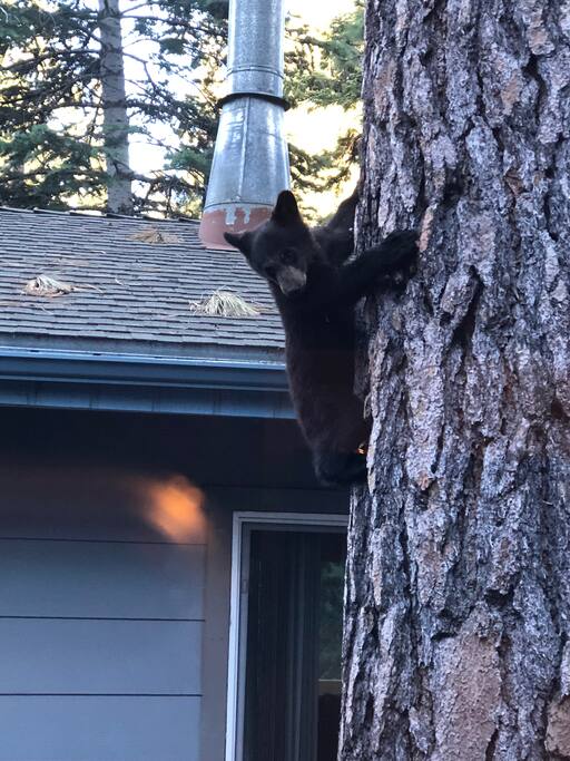 Early summer visitor!