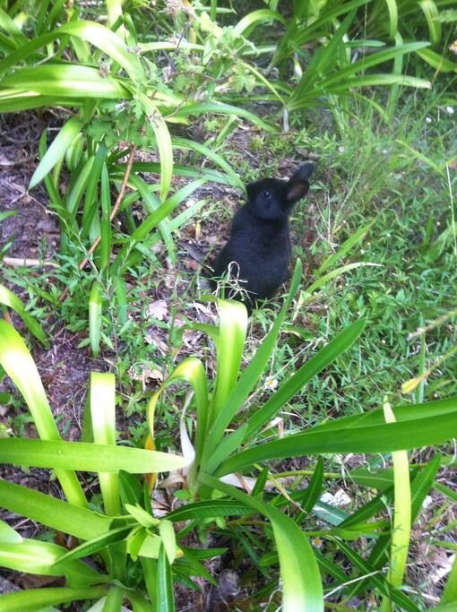The elusive Rondebosch bunny in it's natural habitat