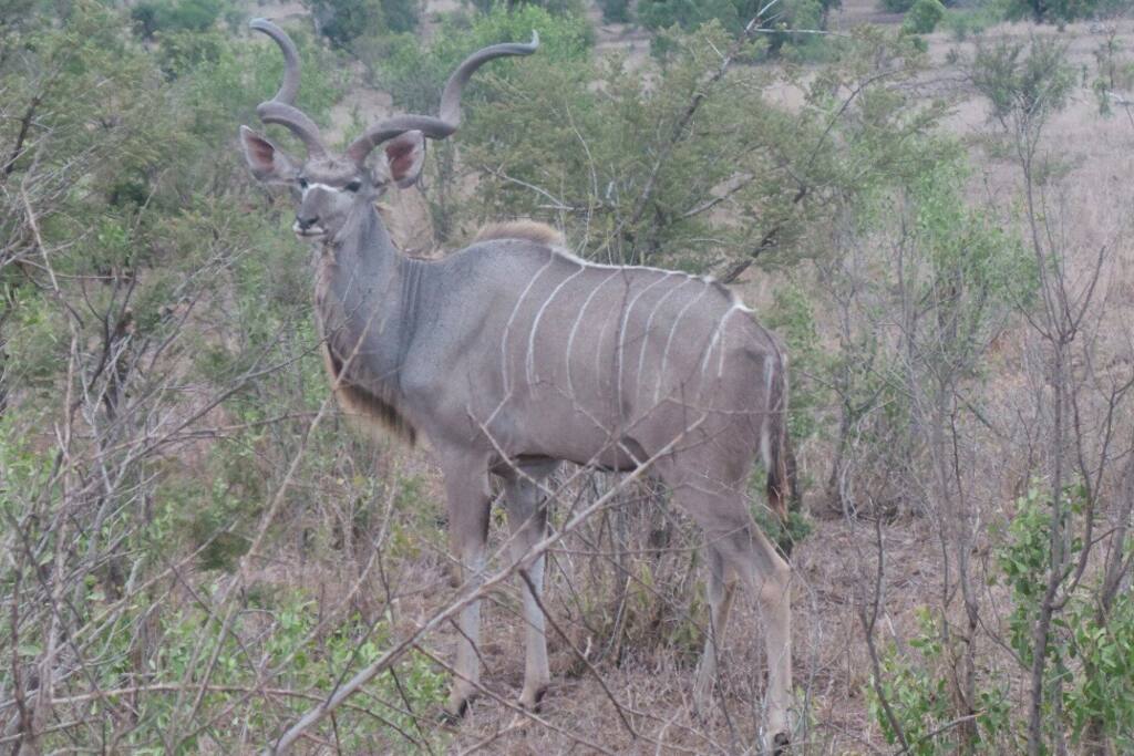 Kudu