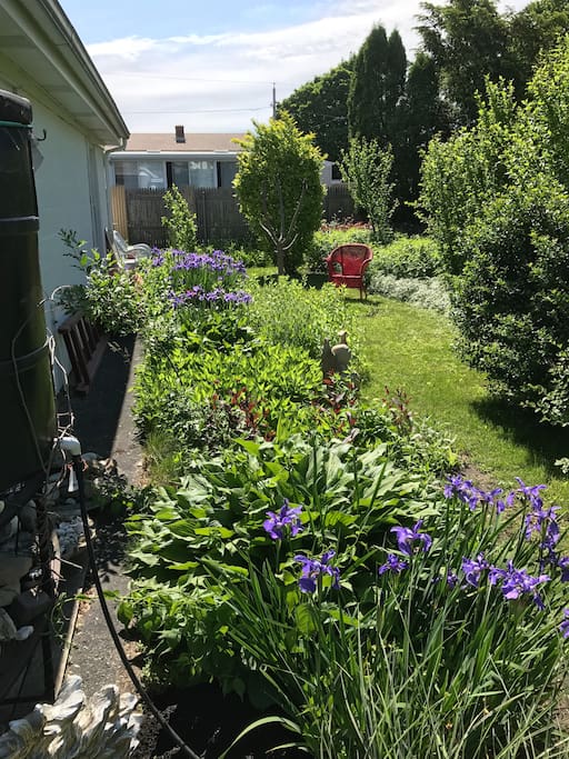 Relaxing backyard garden.