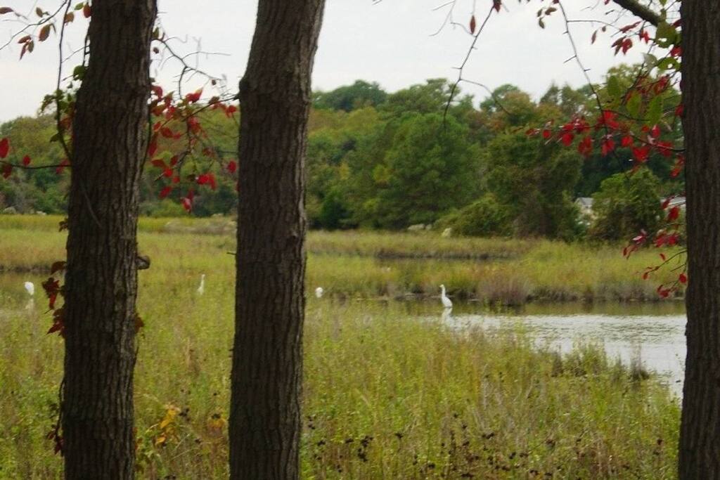 Relax with a serene scene in the back yard.