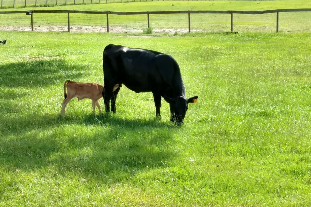 Youngest calf.