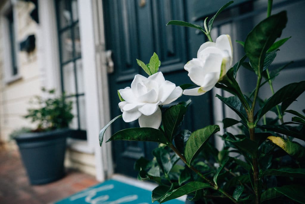 Gardenias greet you upon arrival.
Photo by Myrtle and Marjoram