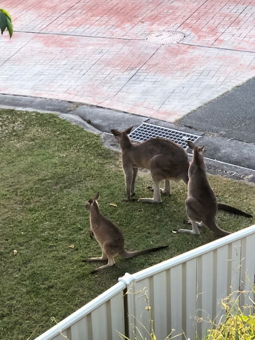 Skippy and his friends often come to visit..