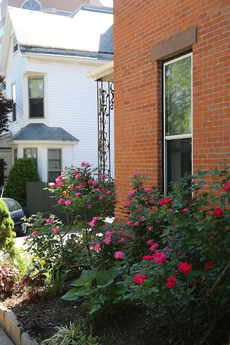 Beautiful Rose garden in the front of the house to welcome guests