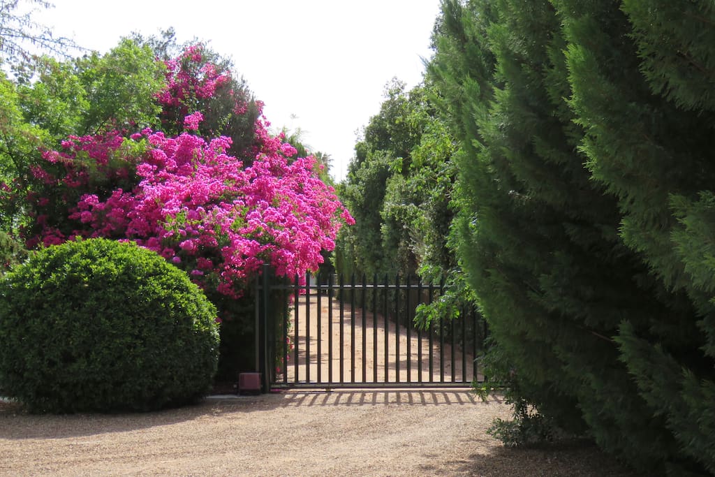 View of the Garden and entrance . Please note that We are in the middle of a drought in and around Cape Town, so the garden may look dry and less green.