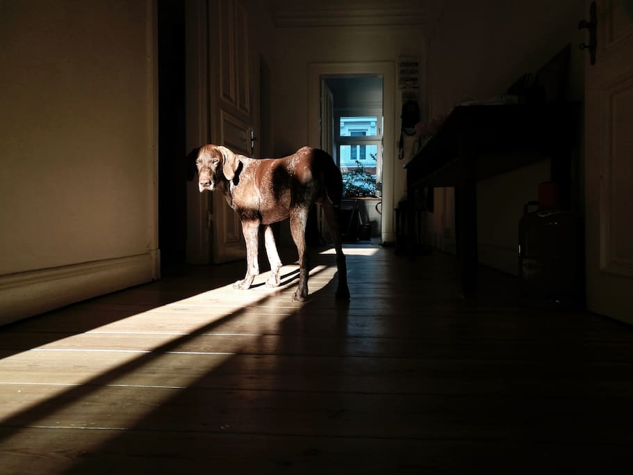 The hall / our dog / late evening light