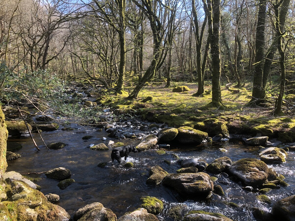 A serene river flows through a lush woodland, surrounded by moss-covered rocks and trees with vibrant green moss. Sunlight filters through the branches, casting dappled patterns on the forest floor. A dog can be seen playfully exploring the water's edge.