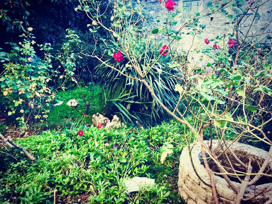 Our beautiful garden.