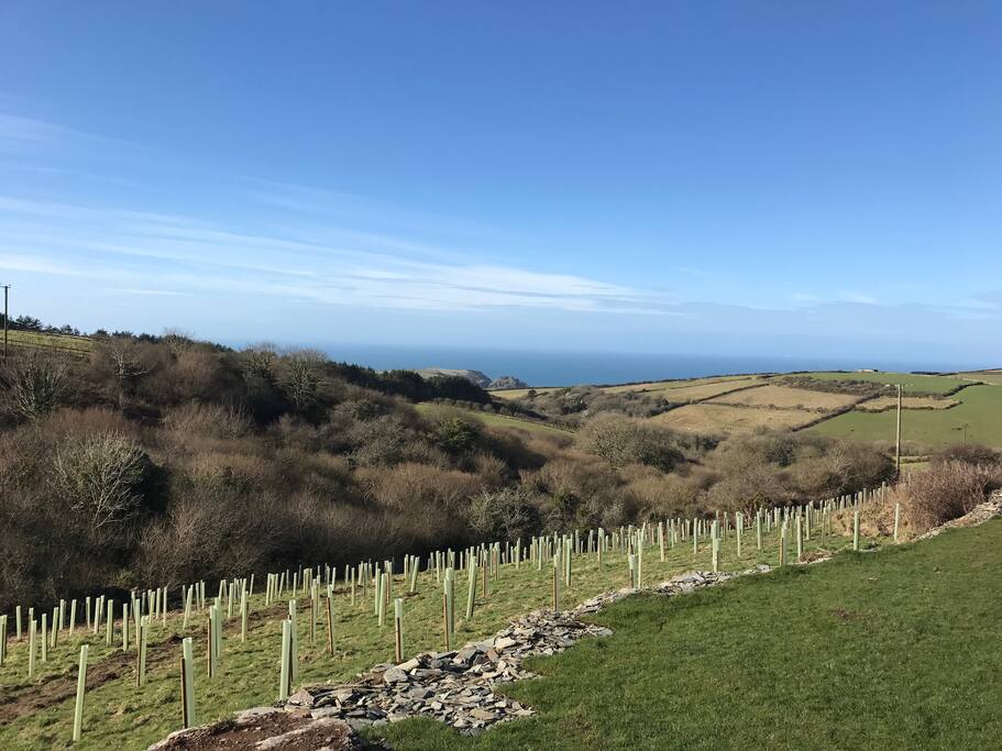 View from The Bus down The Rocky Valley and St Nectan's Glen