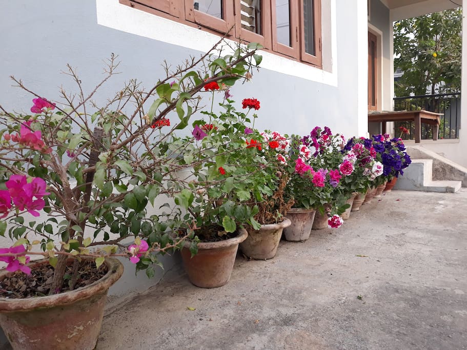 Flowery garden