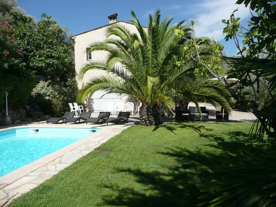 Palmier Phoenix, Salon de Jardin, Figuier ( Figues en Aout ), Palmiers Washingtonia.