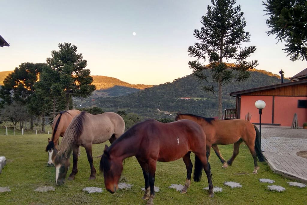Cavalos Crioulos