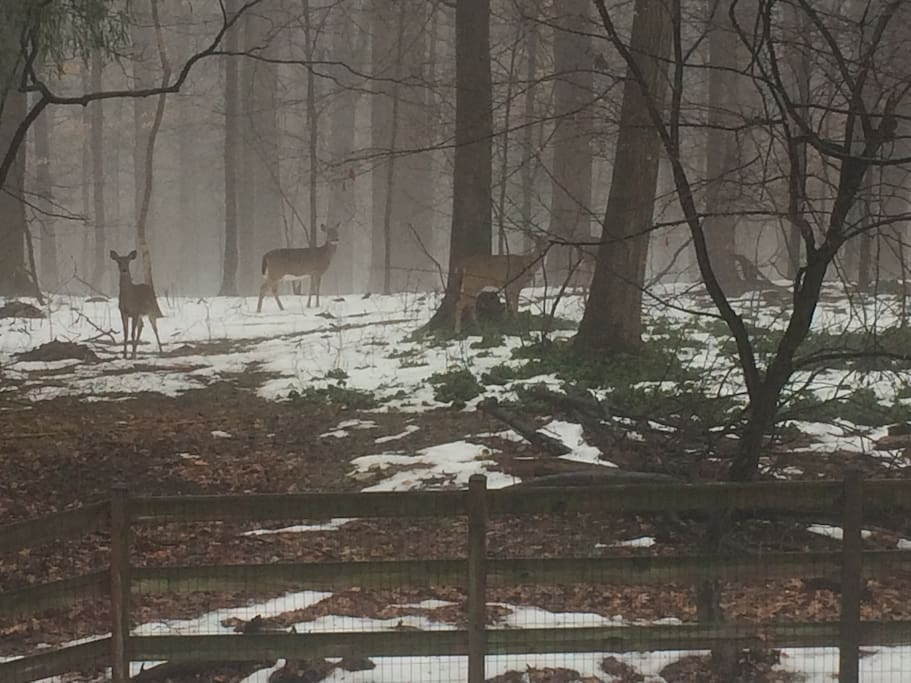 My "neighbors". You'll see many deer, and this is a cool one from this past winter.